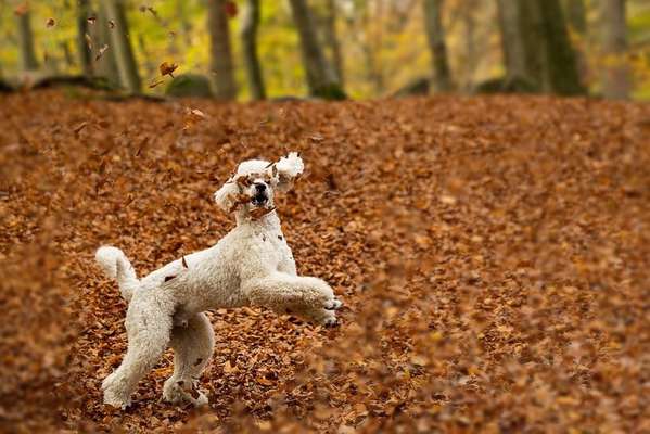 Wie heißt dein Hund?-Beitrag-Bild