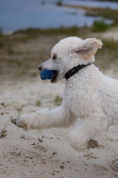 Foto-Challenge Nr. 90: Lebensfreude-Beitrag-Bild