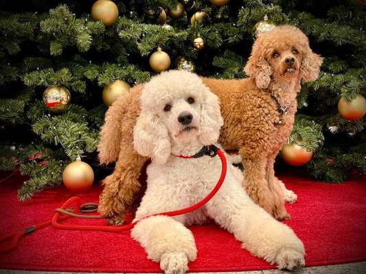 Alles rund um den Pudel-Beitrag-Bild