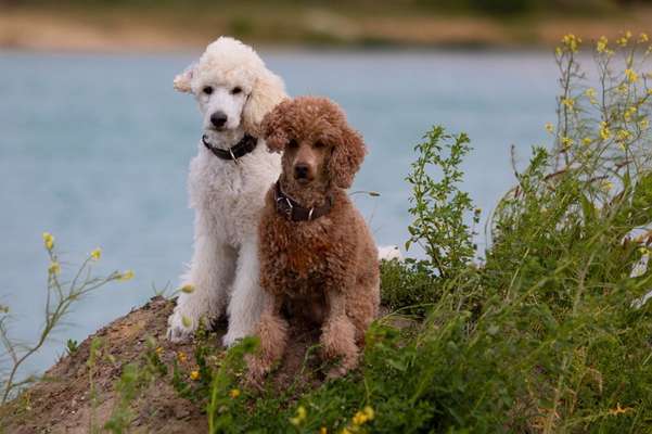 BIG LOVE :) mit 2 Hunden❣️-Beitrag-Bild