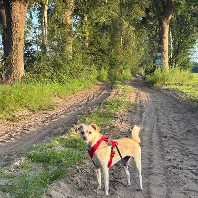 Hundetreffen-Hundefreunde gesucht🐾-Bild