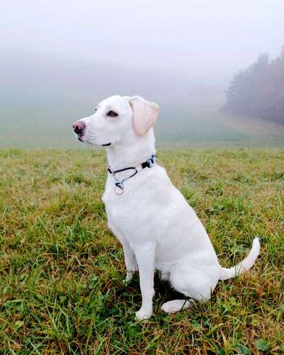 Maremmano-Beitrag-Bild