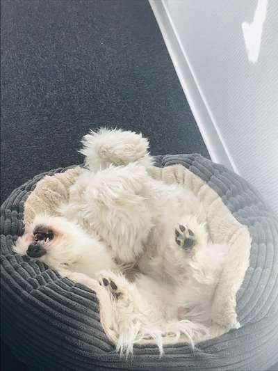 Zeigt mir die lustigsten Schlafpositionen eurer Fellnasen-Beitrag-Bild