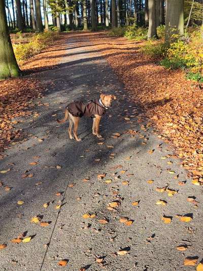 Hundetreffen-Gassi- und Spielrunde-Bild