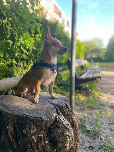 Dogorama Photo Challenge - Gassipause-Beitrag-Bild