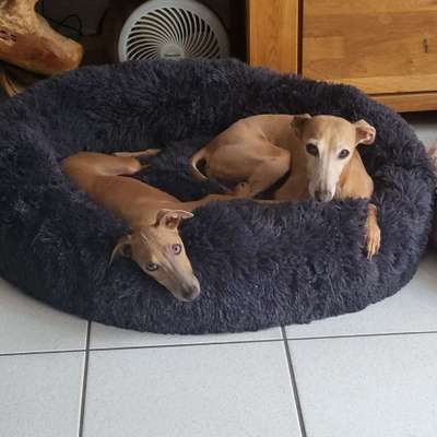 Italienische Windspiele-Beitrag-Bild