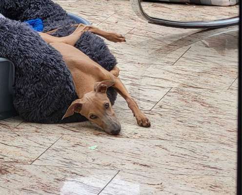 Italienische Windspiele-Beitrag-Bild