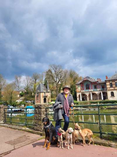 Deine Frage an einen Hundetrainer (Dogorama Webinar)-Beitrag-Bild