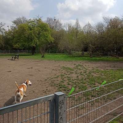 Hundeauslaufgebiet-Mörsenbroich-Bild