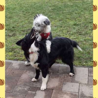 Bester Freund, Hundekumpel - zeigt her!-Beitrag-Bild