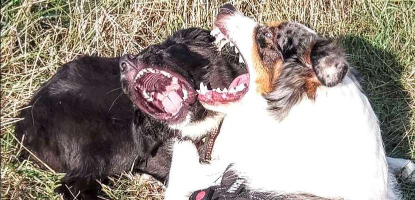 Fotochallenge No. 26                                     Wald und Wiese-Beitrag-Bild