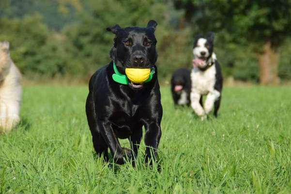 Labradorfans-Beitrag-Bild