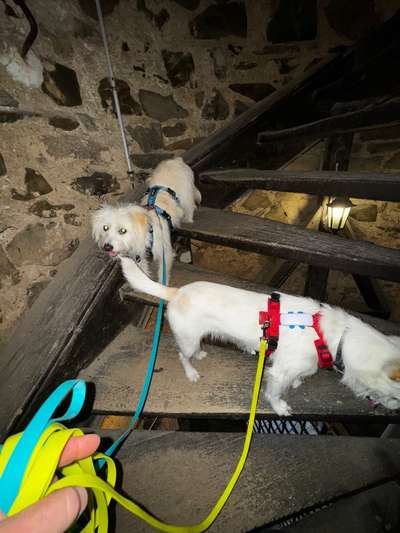 Tierschutzhunde suchen ein Zuhause-Beitrag-Bild