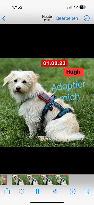 Tierschutzhunde suchen ein Zuhause-Beitrag-Bild