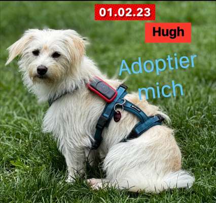 Tierschutzhunde suchen ein Zuhause-Beitrag-Bild