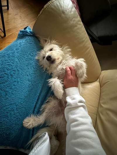 Tierschutzhunde suchen ein Zuhause-Beitrag-Bild