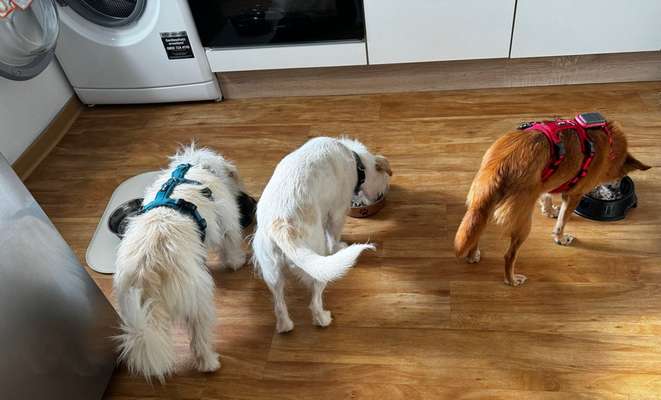 Tierschutzhunde suchen ein Zuhause-Beitrag-Bild