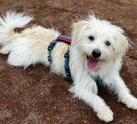 Tierschutzhunde suchen ein Zuhause-Beitrag-Bild