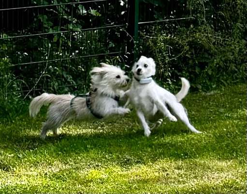 Tierschutzhunde suchen ein Zuhause-Beitrag-Bild