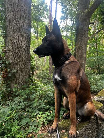 Hundetreffen-Treffen zum entspannten Spaziergang-Bild