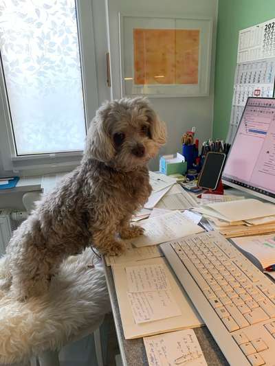 🐶 Sind Bürohunde jetzt VERBOTEN?! 😱-Beitrag-Bild