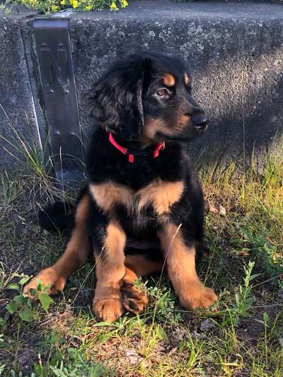 Als Welpen sind sie alle noch süßer-Beitrag-Bild