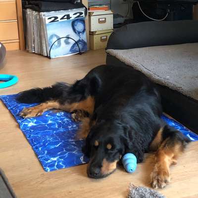 Kühlmatte-Beitrag-Bild