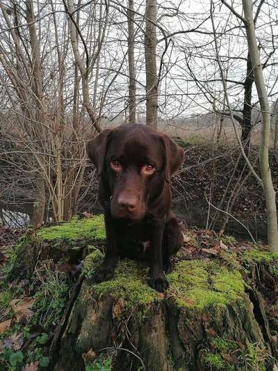 CHALLENGE NR. 19 - Der Hundeblick-Beitrag-Bild