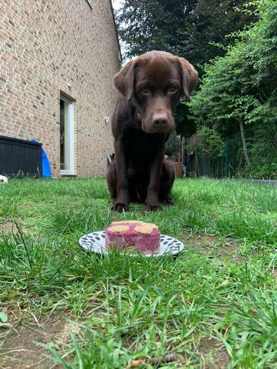 Fotochallenge 31 - Das perfekte Hundedinner-Beitrag-Bild