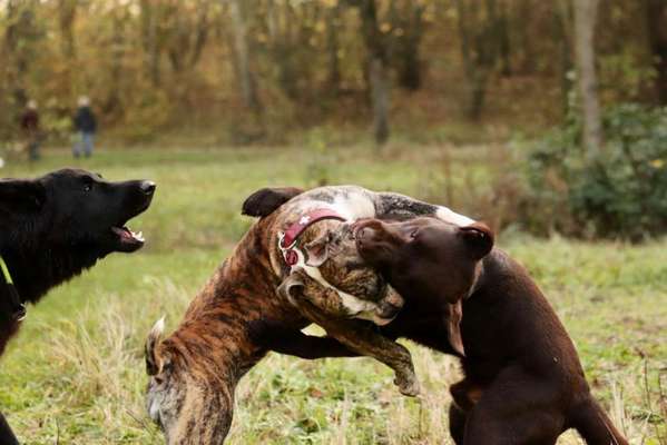Bester Freund, Hundekumpel - zeigt her!-Beitrag-Bild