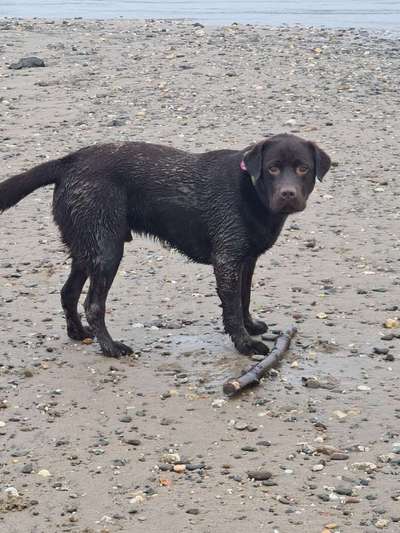 Labradorfans-Beitrag-Bild