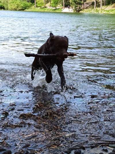 Labradorfans-Beitrag-Bild