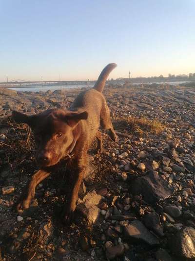 Challenge 23 : "  Euer Hund beim Frühlingserwachen "-Beitrag-Bild