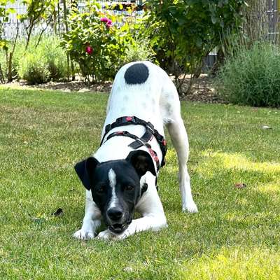 Hundetreffen-Quinn sucht Freunde zum Spielen-Bild