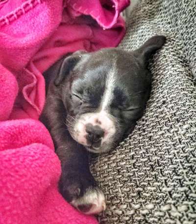 Dogorama Photo Challenge - Portrait-Beitrag-Bild