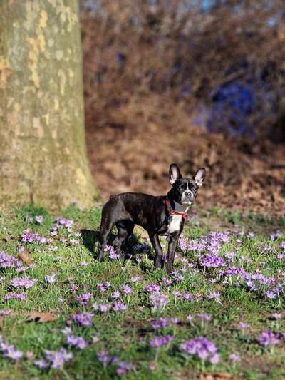 Dogorama Photo Challenge - die ersten Frühjahrsblumen-Beitrag-Bild