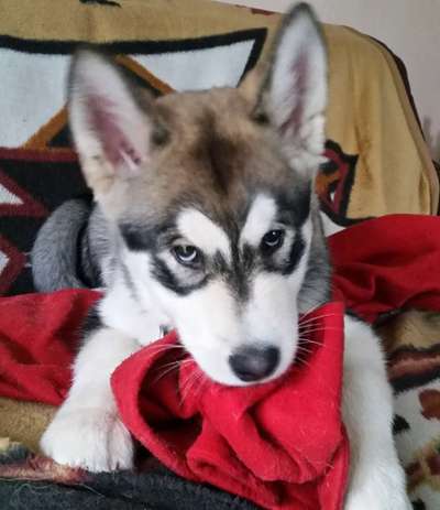 Welpen Bilder !-Beitrag-Bild