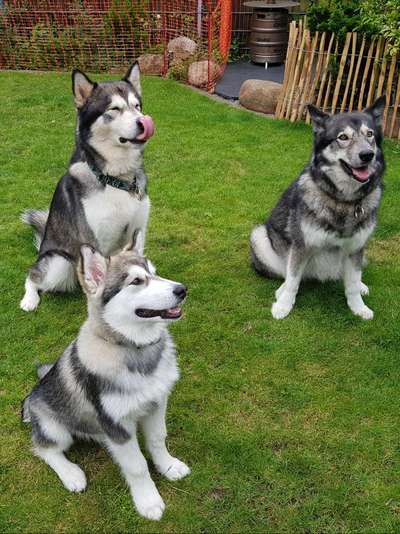 Nordische Hunde-Beitrag-Bild