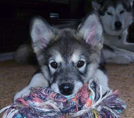 Welpen Bilder !-Beitrag-Bild