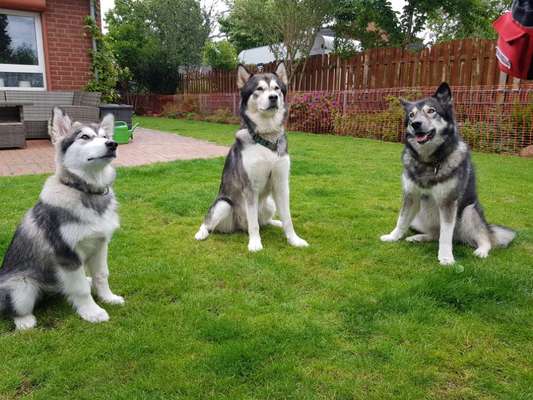 Alaskan Malamute & Riesenschnauzer-Beitrag-Bild