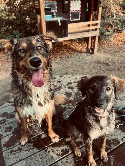 Mehrhundehaltung-Beitrag-Bild