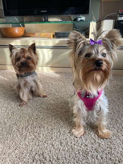 Dogorama Photo Challenge - Die besten Hundebuddys-Beitrag-Bild