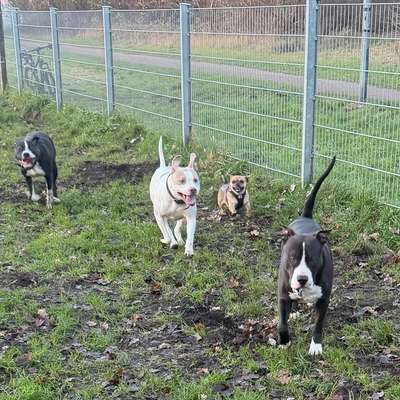 Hundetreffen-Hunde WhatsApp Gruppe zum Treffen-Bild