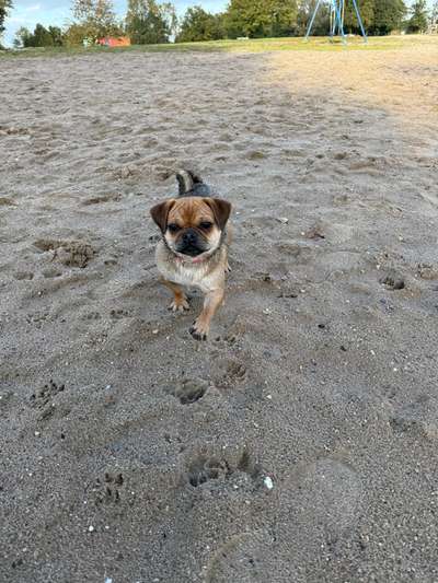 Hundetreffen-Kleine Hunde spielen lassen-Bild