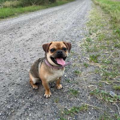 Hundetreffen-Spielpartner gesucht-Bild