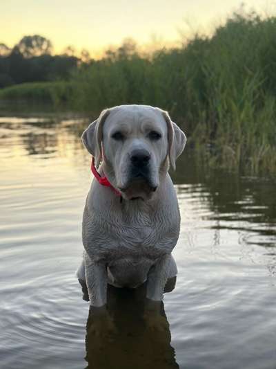 Hundetreffen-Hunde Begegnung-Bild