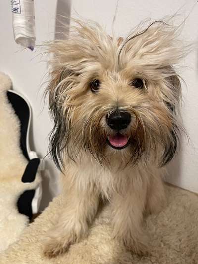 Handy Foto Challange Nr. 46  Happy Dog-Beitrag-Bild