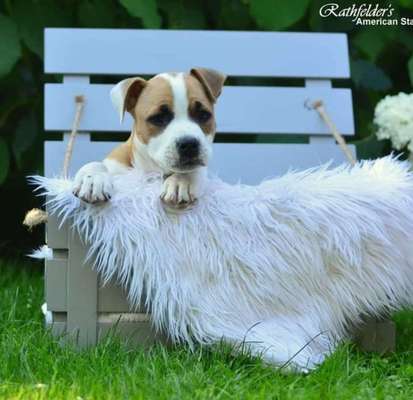 Welpen Bilder !-Beitrag-Bild