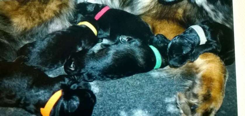 Zeigt mal die schönsten Bilder von euren Hunden !-Beitrag-Bild