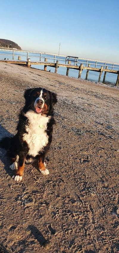 Berner Sennen-Beitrag-Bild